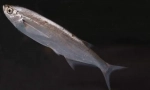 Kekhon